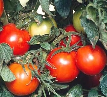 Red Siberian Tomato Seeds for Planting