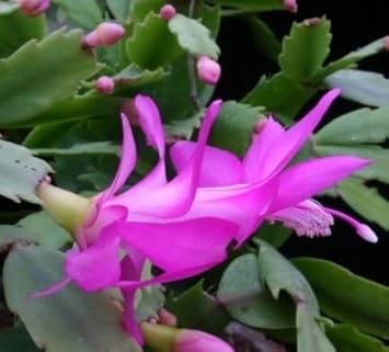 purple zygocactus flower seeds