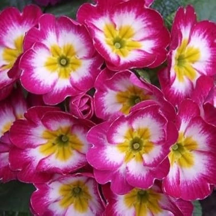 Pink Red Primula Malacoides Flower Seeds for Garden Planting – Heirloom Non-GMO High Germination Seeds