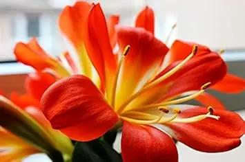 clivia flower flower seeds