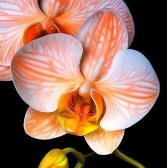 Flower Seeds, Seeds for Planting, Plant Seeds
