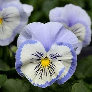 Flower Seeds, Seeds for Planting, Plant Seeds