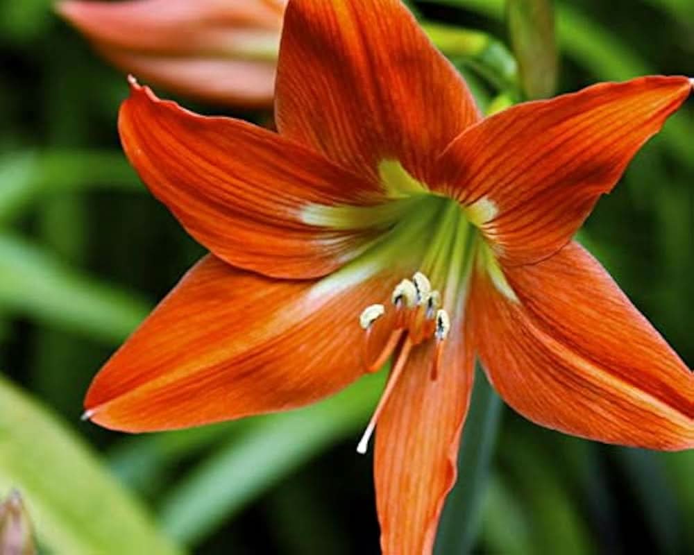 amaryllis flower flower seeds