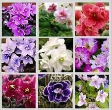 african saintpaulia flower seeds