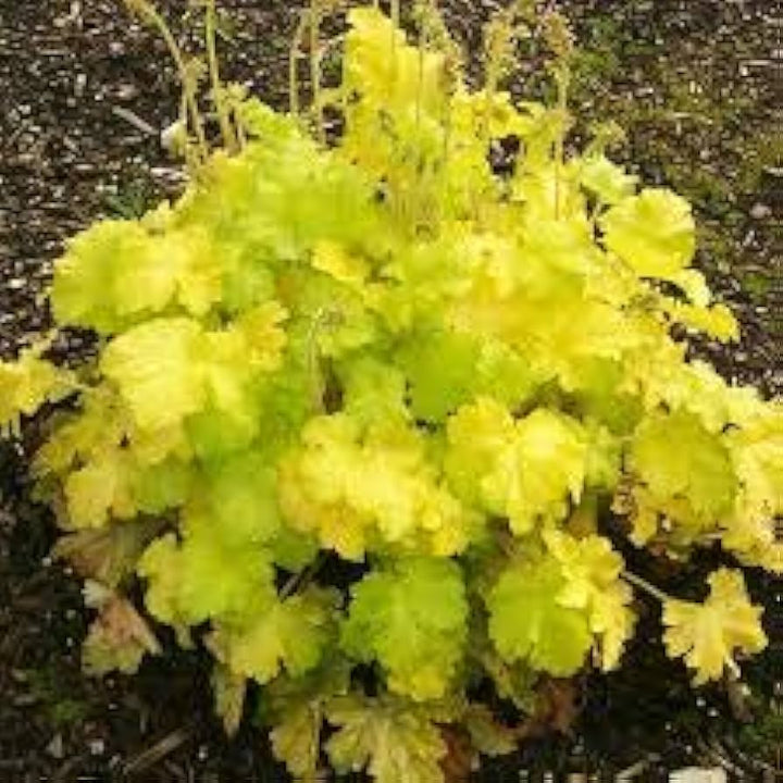 Friske Heuchera blomsterfrø til udplantning, gule 100 stk