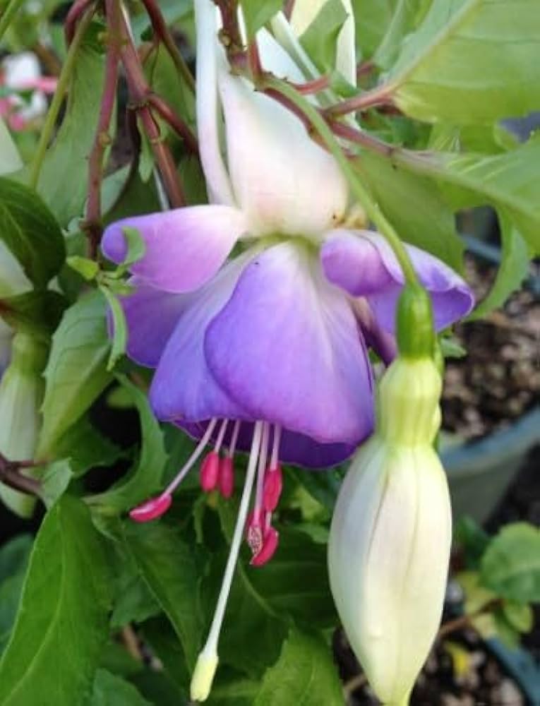 Fresh Fuchsia Flower Seeds for Planting, Violet White 100 pcs