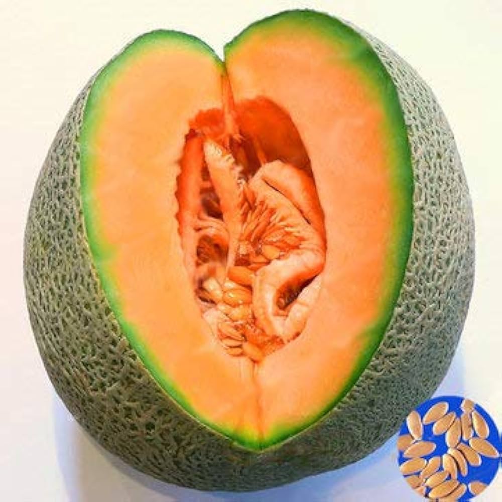 Honey Melon Fruit Seeds - Sweet, Fragrant Melon for Summer Gardens  100 pcs