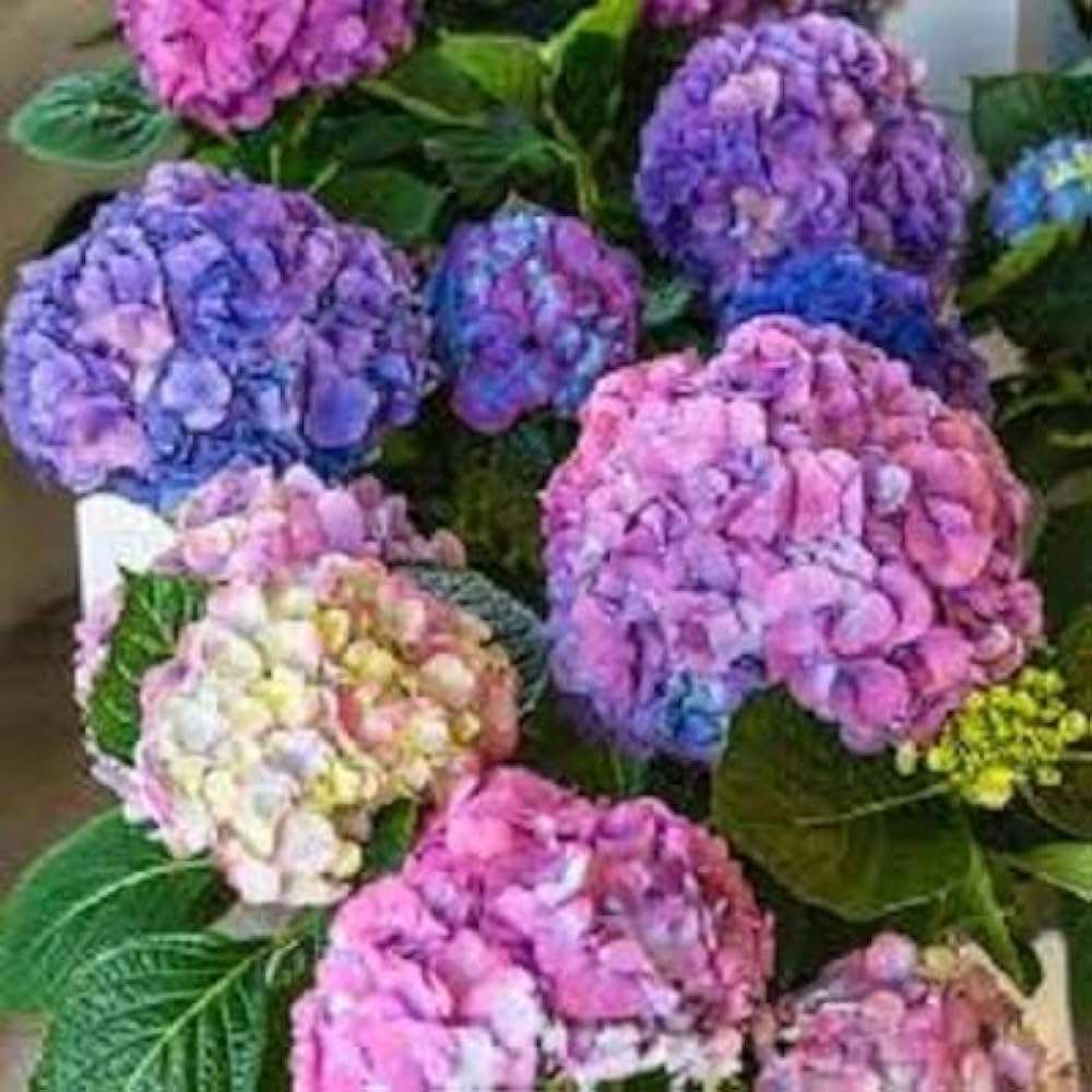 hydrangea hydrangea flower seeds