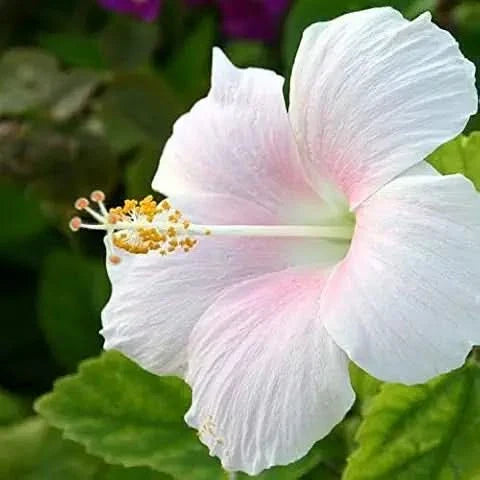 white hibiscus flower seeds