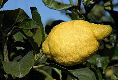 Italian Amalfi Lemon Fruit Seeds for Planting - Perfect for Limoncello & Fresh Juices