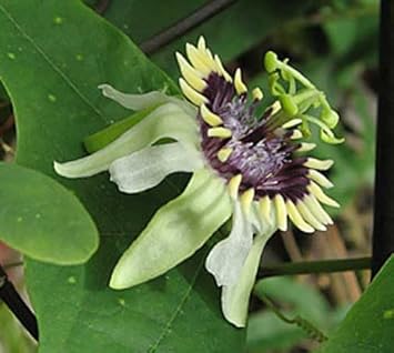 colinvauxii passion flower seeds