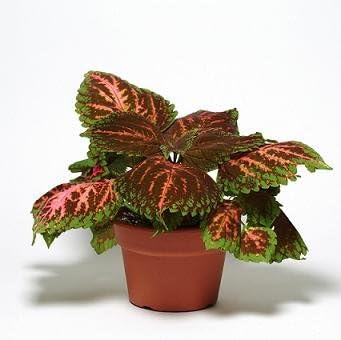 Heirloom Non-GMO Coleus Kong Salmon Pink Seeds – High Germination Rich Foliage for Decorative Garden Planting