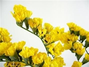 yellow statice flower seeds