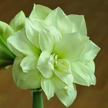 light grey flower seeds