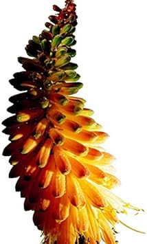 Flower Seeds, Seeds for Planting, Plant Seeds