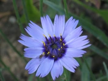 Flower Seeds, Seeds for Planting, Plant Seeds