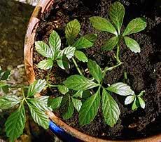 Flower Seeds, Seeds for Planting, Plant Seeds