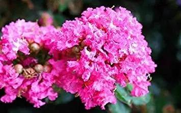 pink crepe flower seeds