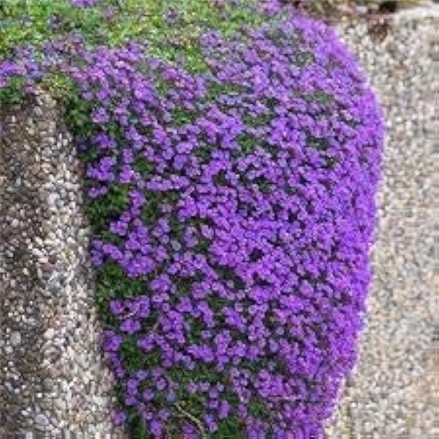 Organic Heirloom Purple Cress Flower Seeds for Planting – Unique Non-GMO Blooms, High Germination Garden Seeds