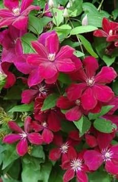 Flower Seeds, Seeds for Planting, Plant Seeds