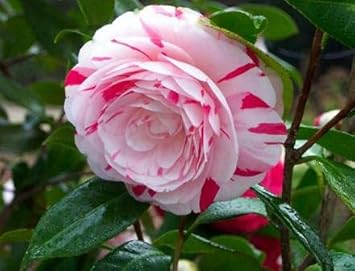 white red flower seeds