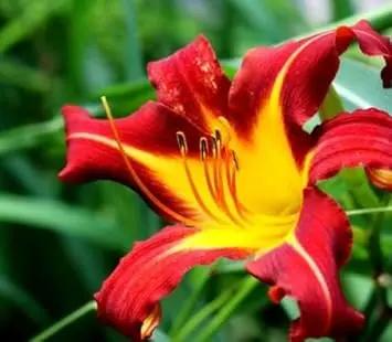 yellow red flower seeds