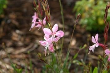 Flower Seeds, Seeds for Planting, Plant Seeds