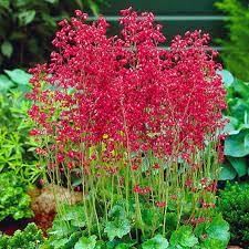 heirloom non flower seeds