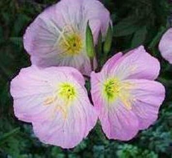purple primrose flower seeds
