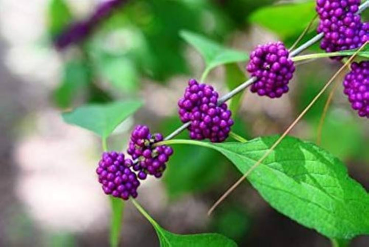 Violet Callicarpa blomsterfrø til plantning - 100 stk