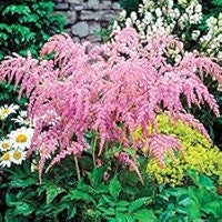 Pink Green Fern Plant Seeds for Planting 100 pcs