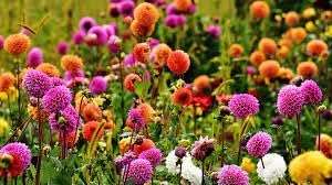 Flower Seeds, Seeds for Planting, Plant Seeds