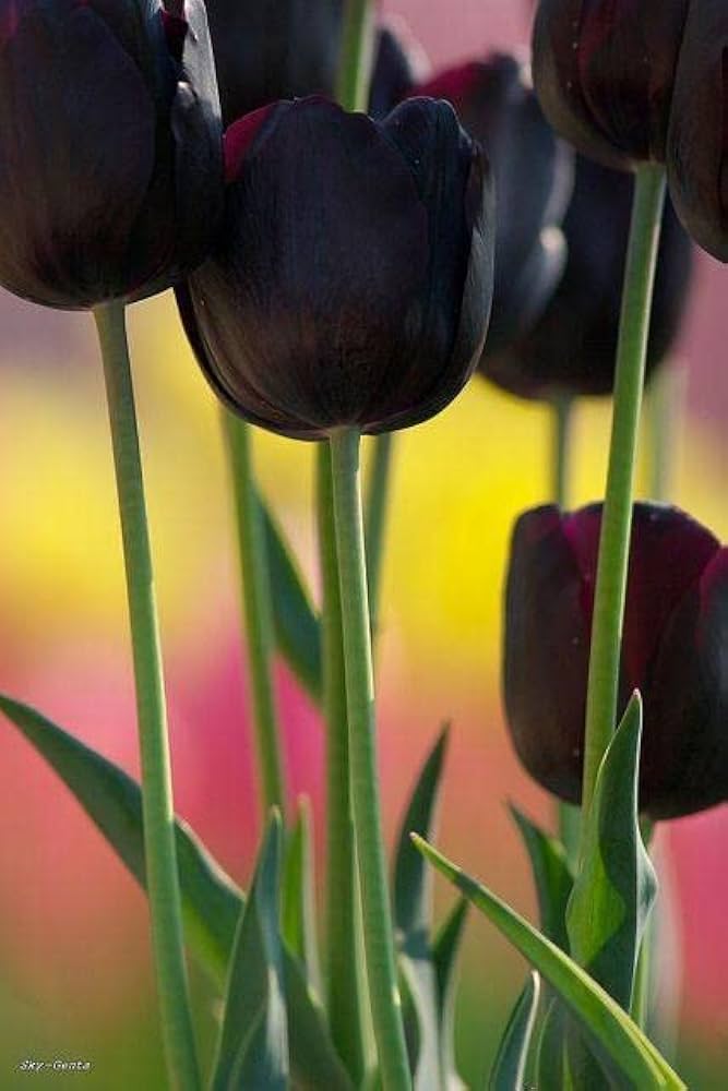 double early flower seeds