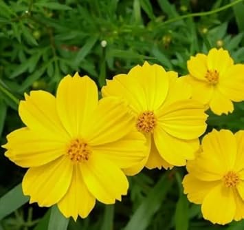 yellow cosmos flower seeds