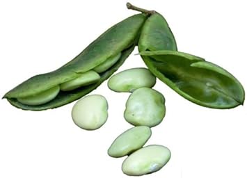 Green Lima Bean Vegetable Seeds for Planting