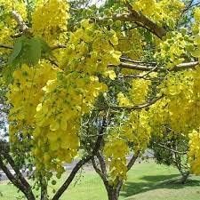 golden heirloom flower seeds