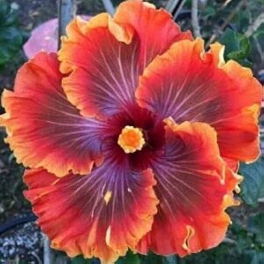 Hibiscus Blomsterfrø Lilla Orange til udplantning, 100 stk