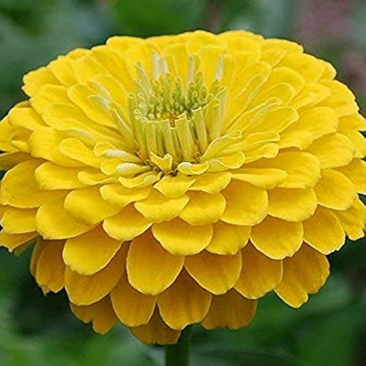 Yellow Ambizu Flower Seeds for Planting - 100 pcs