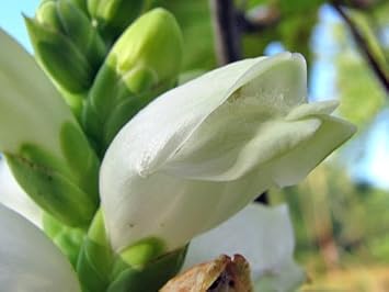 Flower Seeds, Seeds for Planting, Plant Seeds