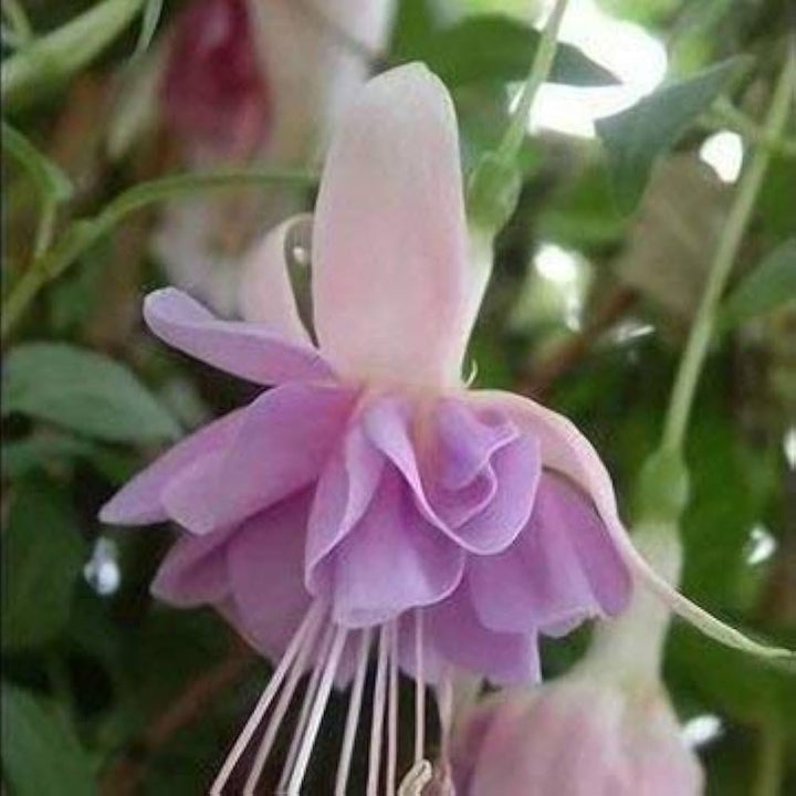 Fuchsia lysviolette blomsterfrø til plantning 100 stk