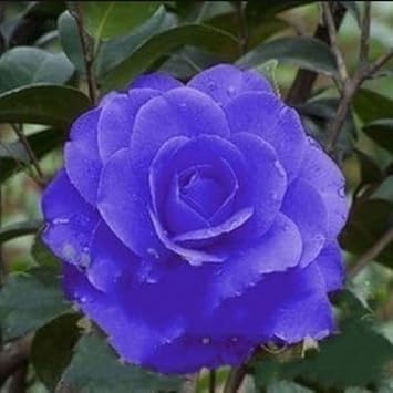 blue camellia flower seeds