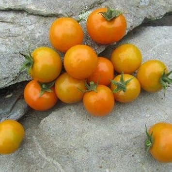 Large Yellow Tomato Seeds for Planting