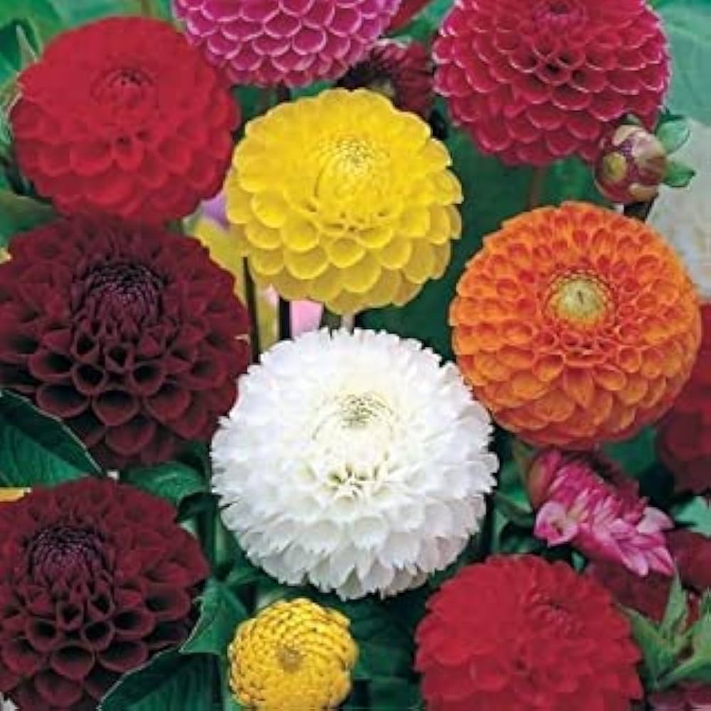 dahlia dandy flower seeds