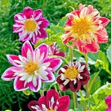 Flower Seeds, Seeds for Planting, Plant Seeds
