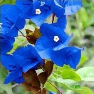 Light Blue Mini Violet Viola Odorata Flower Seeds