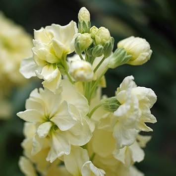 Flower Seeds, Seeds for Planting, Plant Seeds