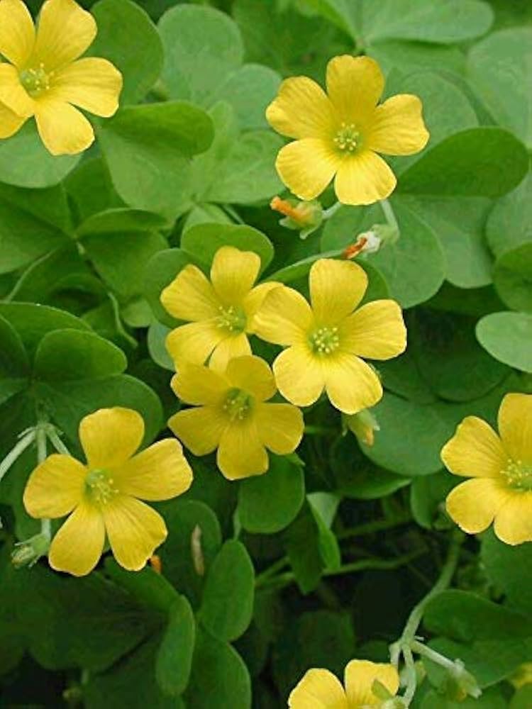 Gule Oxalis Laciniata Blomsterfrø - 100 stk