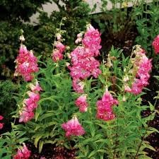 penstemon palmeri flower seeds