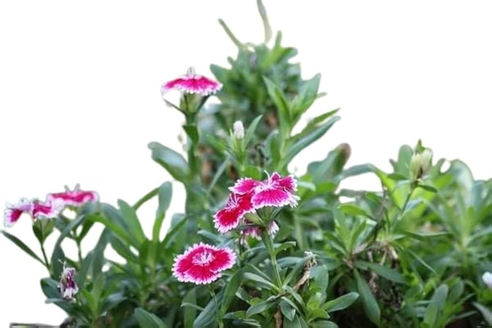 Chinese Pinks Dianthus Chinensis For Planting In Flower Border Or Urban Garden Flower Seeds for