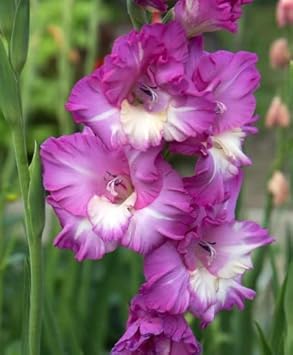 white purple flower seeds